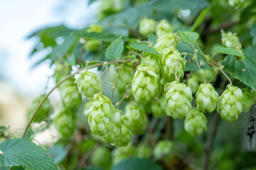 Lots of light green fresh hop flowers growing naturally outdoors in the wild, hop plant detail...