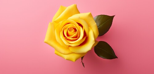 Craft an image highlighting the beauty of a yellow rose from above, set against a vivid pink background.