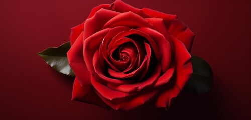 Create a lifelike top-view photo of a stunning red rose against a solid red backdrop, emphasizing its velvety petals and vibrant color.