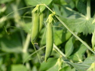 スナップエンドウの栽培