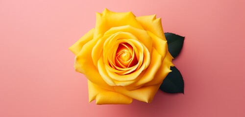 Create a moment of splendor with a realistic top-view image of a captivating yellow rose against a pink background, celebrating the beauty of contrast.