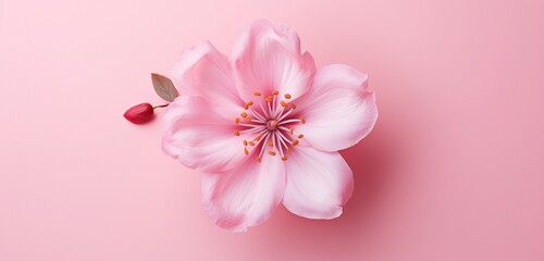 Fototapeta na wymiar Create a realistic top-view image of a captivating pink flower on an isolated pink background.