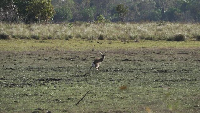 The marsh deer, Blastocerus dichotomus, also swamp deer, largest deer species from South America can mostly be found in the swampy region of the pantanal, Brazil, South America