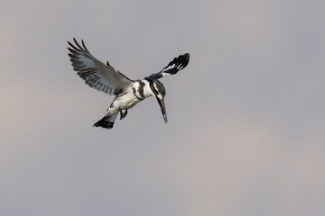 Pied Kingfisher Hovering