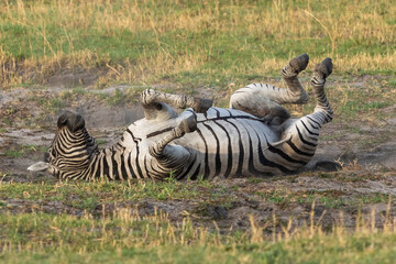 Zebra Stallion Taking Dust Bath