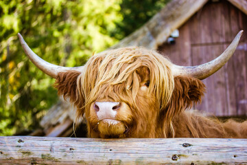 Hairy Scottish brown-red yak portrait muzzle close up. Highland cattle. A reddish brown cow with...
