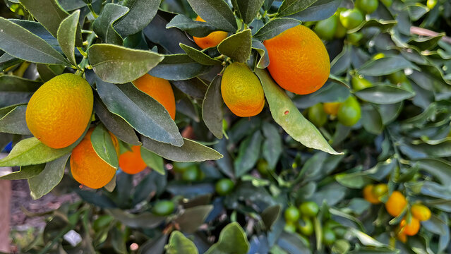 Mini kumquat plant and its fruits. In Turkish it is called "Kumquat" or "Kamkat" or "Kumquat". Indoor plants.