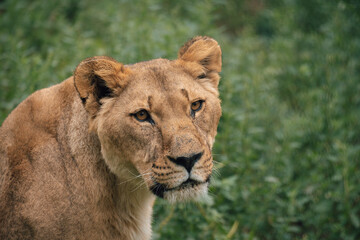 Female lion in the forest