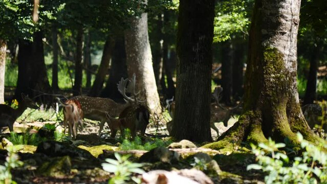 Fallow deer in natural environment. Vision Park in Auberive region, France. Slow motion