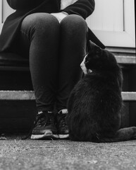  Portrait of an adult cat in black and white of a cat outdoors
