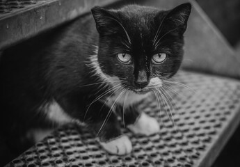  Portrait of an adult cat in black and white of a cat outdoors