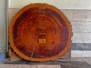 Annual rings of a 510-year-old Cedar of Lebanon (Cedrus Libani) tree. (Turkish=Toros sediri-English=Cedar of Lebanon)