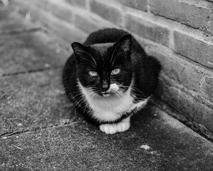  Portrait of an adult cat in black and white of a cat outdoors