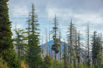 Recovering Burnt Forest along the Mckenzie Scenic Byway in Oregon, USA