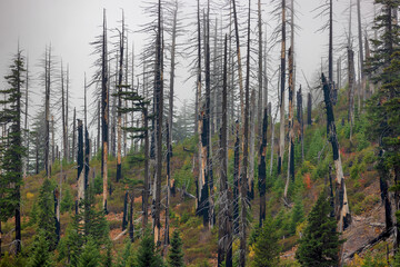 Recovery of a forest after a fire along the McKenzie Pass in Oregon, USA