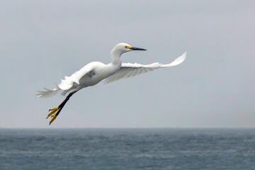 Fototapeta na wymiar Snowy Egret Flying Above The Pacific