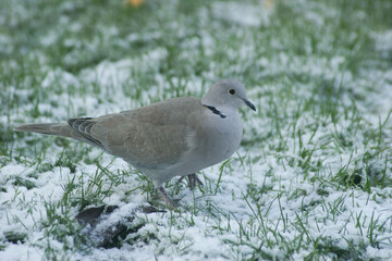 Closeup on two Eurasian collared dove, Streptopelia decaocto sitting on the snowed grass in the garden