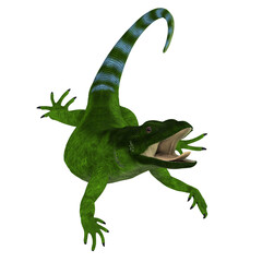 Fototapeta premium Green Chuckwalla Lizard - This cold blooded predatory lizard is found in the United States and Mexico.