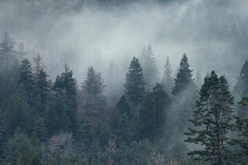 Foggy Pine Trees 