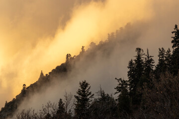 Foggy pines illuminated by sunset
