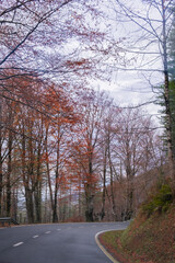 Autumn colors adorn quiet road.