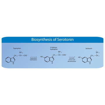 Diagram showing biosynthesis of Serotonin from Tryptophan in 2 stages, via tryptophan hydroxyladse and AACD. Biochemical transformation molecular reaction.
