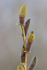 Vertical closeup on the yellow red colored catkins from the springtime blossoming Purple Willow,...