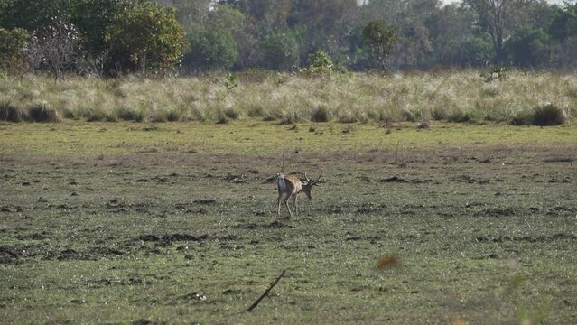 The marsh deer, Blastocerus dichotomus, also swamp deer, largest deer species from South America can mostly be found in the swampy region of the pantanal, Brazil, South America