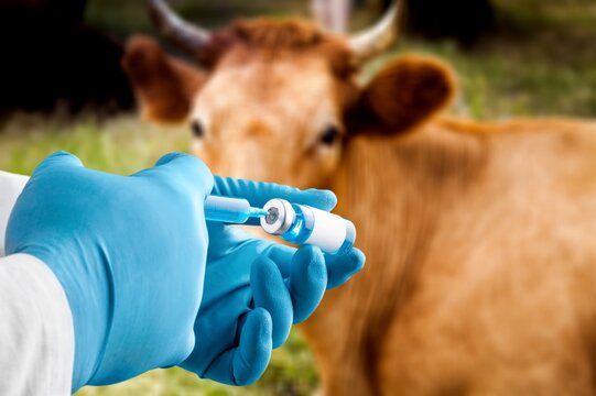 Veterinarian inoculates a cow. Prevention of diseases and dangerous infections.