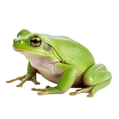 Fotobehang green eyed tree frog on transparent background PNG image © Png Store x munawer