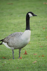Naklejka na ściany i meble Canadian goose at Stanley Park in Vancouver, British Columbia, Canada
