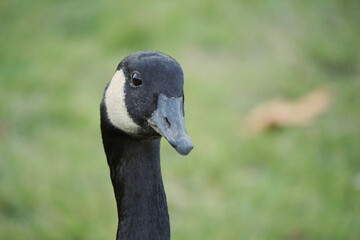 Close-up of a Canadian goose at Stanley Park in Vancouver, British Columbia, Canada