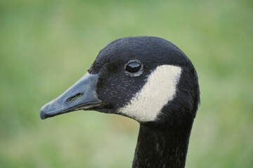 Close-up of a Canadian goose at Stanley Park in Vancouver, British Columbia, Canada