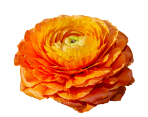 Orange ranunculus asiaticus buttercup flower isolated on transparent background. Object with clipping path.