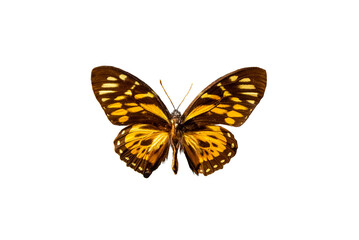 Naklejka premium Papilio zagreus, Swallowtail butterfly