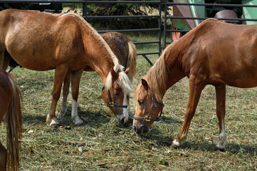 Horses Eat Together in Corral
