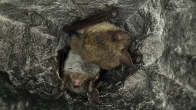 Close up strange animal Greater mouse-eared bat pair Myotis myotis shaking upside down in the hole of the mine to warm and wake up after hibernation. Wildlife photography.