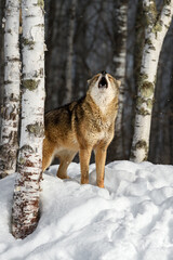 Coyote (Canis latrans) Howling Nose Up Face Forward Next to Birch Winter