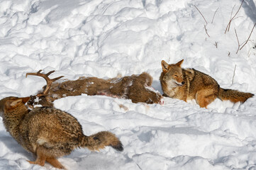 Coyote (Canis latrans) Crouches by Deer Body as Packmate Runs By Winter