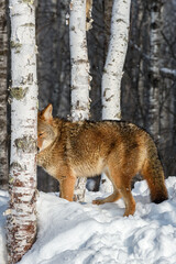 Coyote (Canis latrans) Head Against Tree Eyes Closed Winter