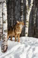 Coyote (Canis latrans) Standing Near Birch Tree Raises Head to Howl Winter