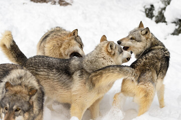 Grey Wolf Pack (Canis lupus) Bite, Snap and Growl at Each Other Winter