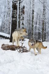 Grey Wolf (Canis lupus) Looks at Packmate Licking Nose Winter