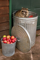 Raccoon (Procyon lotor) Sitting in Garbage Can Turns Left