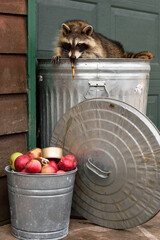 Raccoon (Procyon lotor) Nibbles on Banana Peel Hanging Over Garbage Can