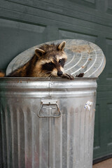 Raccoon (Procyon lotor) Looks Back Over Rim of Garbage Can
