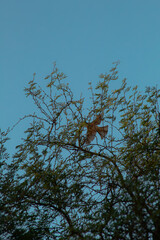 Bird flying through the trees 
