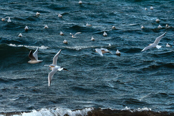 Oiseaux marins sur la côte bretonne - France