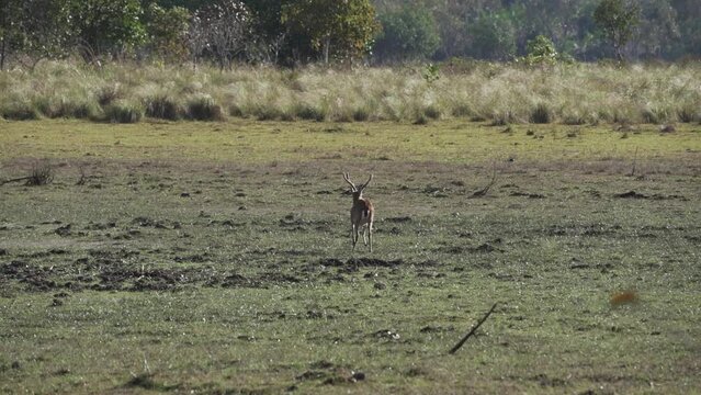 The marsh deer, Blastocerus dichotomus, also swamp deer, largest deer species from South America can mostly be found in the swampy region of the pantanal, Brazil, South America