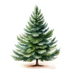 Pine tree isolated on white background. Watercolor hand drawn illustration